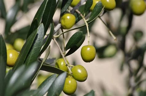 oliveira aligulac.